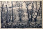 Towards the Forest&nbsp;&copy;&nbsp;2026&nbsp;Lynda Jones